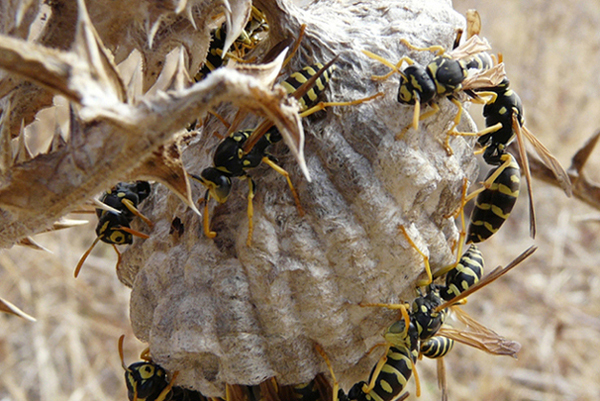 Polistes gallicus (Vespidae)